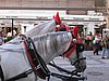 IMG_0708.jpg
