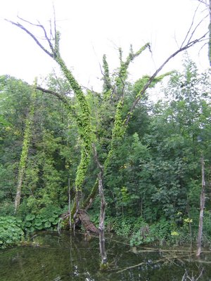 IMG_0604.jpg
