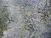 IMG_0605.jpg