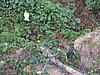 IMG_0032.jpg