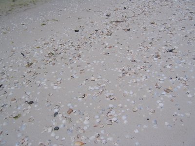 IMG_1026.jpg