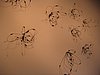 IMG_1826.jpg