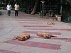 IMG_2118.jpg