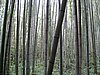 IMG_0858.JPG