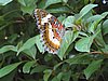 IMG_5191.JPG