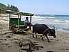 IMG_5333.JPG