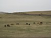 IMG_4366.JPG