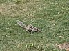 IMG_6175.JPG