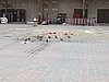 IMG_2241.JPG