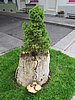 IMG_1499.JPG