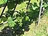 IMG_1976.JPG
