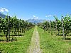 IMG_1978.JPG