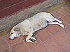 IMG_2267.JPG