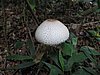 IMG_2325.JPG