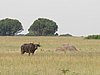 IMG_2683.JPG