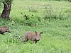 DSCN0807.JPG