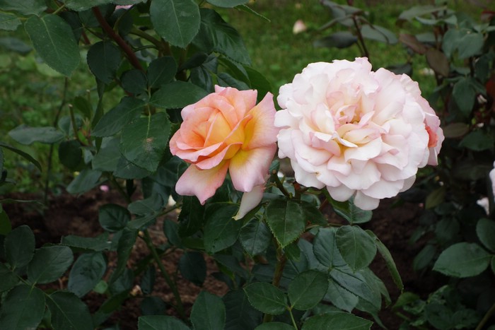 DSC09257.JPG