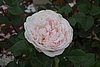 DSC09262.JPG