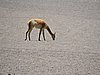 DSCN8650.JPG
