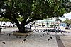 DSC08081.JPG
