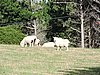 DSCN4014.JPG