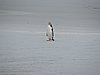 DSCN4177a.JPG