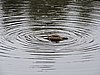 DSCN4297.JPG