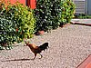 DSCN3230.JPG