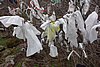 DSC01725.JPG